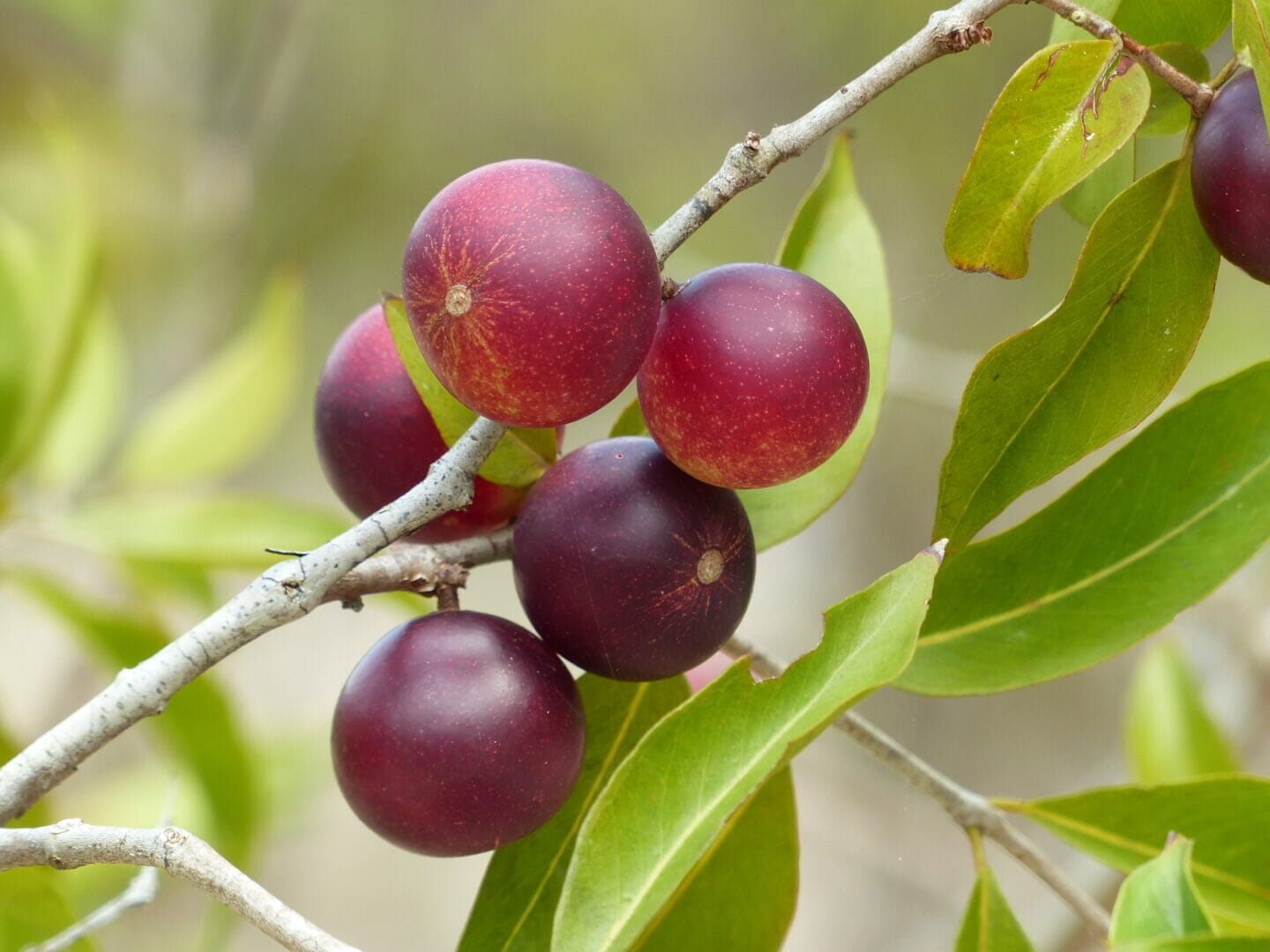 New Study Shows That The Camu Camu Berry Can Help Fight Cancer And ...