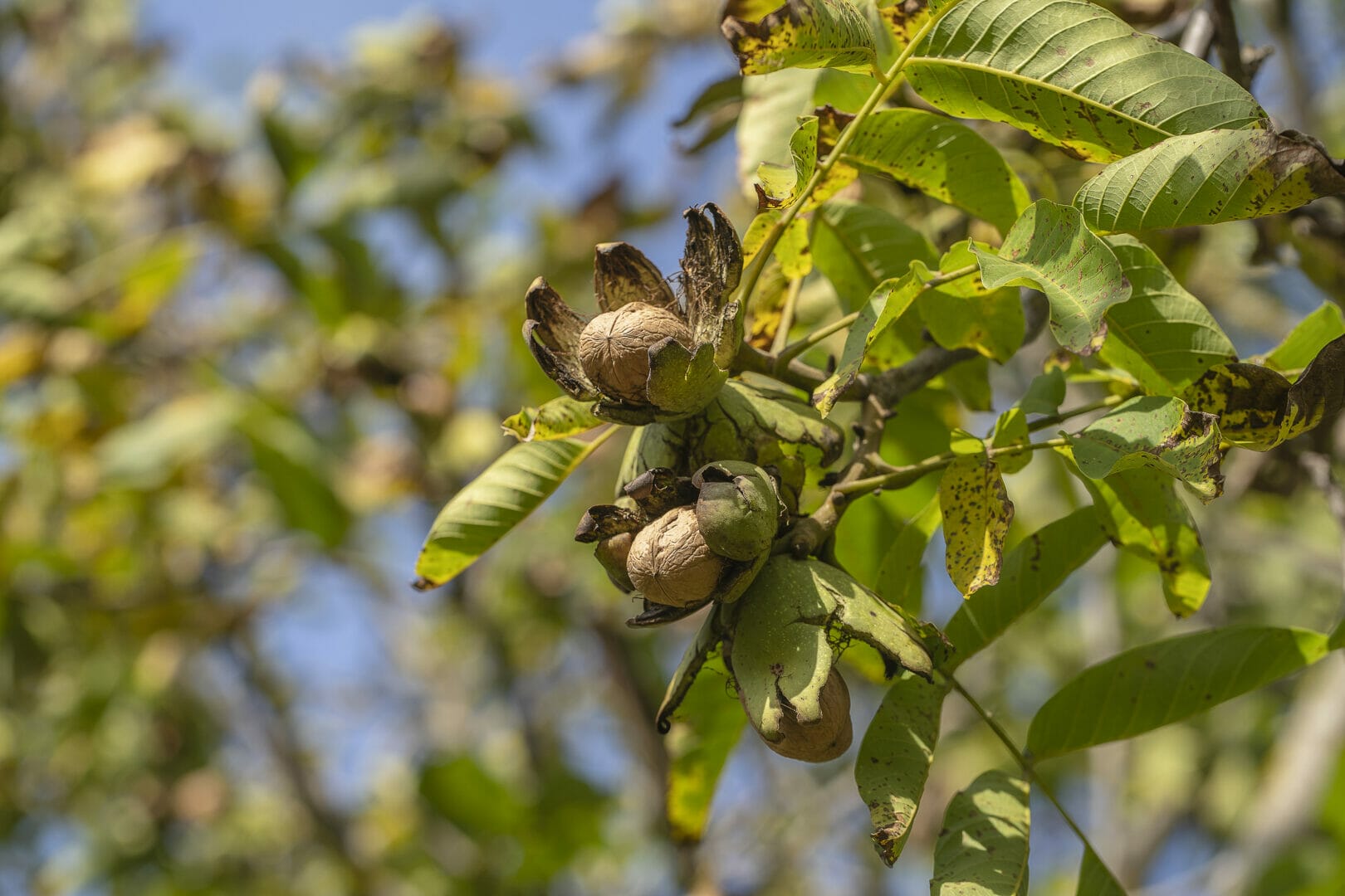 USDA Approves Gene-Edited Walnut Trees To Resist Crown Gall Disease ...